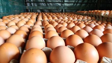 Photo of 政府津貼穩定雞蛋價格 農場業者與消費者雙贏