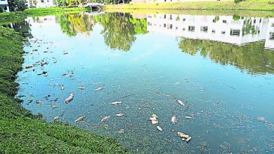 Photo of Country Villas二區湖水疑受污染 大量非洲魚死亡