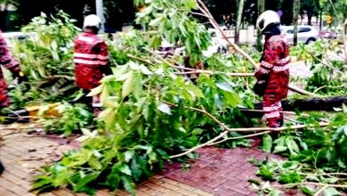 Photo of 隆市2地區再有倒樹 壓毀住宅屋頂電纜