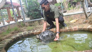 Photo of 40度熱浪來襲 5動物中暑亡 連龜也受不了