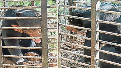 Photo of 丹動物局：安裝陷阱 再捕獲1雄性太陽熊