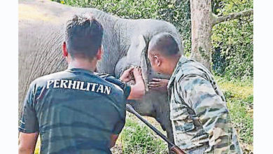 Photo of 叻沙及和豐園丘 動物局捕3野象1黑豹