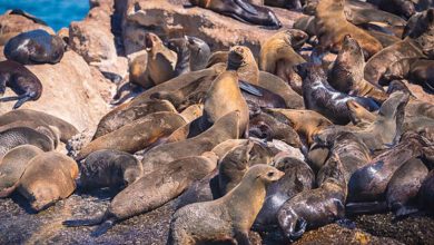 Photo of 海洋哺乳類神秘傳染 海豹爆染狂犬病