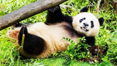 Photo of 赴美大熊貓適應狀態良好 動物園發布首張在新家照片