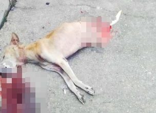 Photo of 男子砍斷2腿活活勒死狗 孩童驚恐目睹血腥畫面