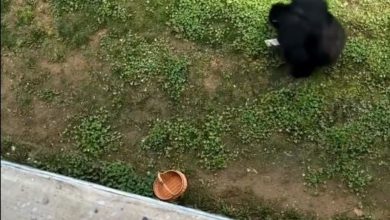 Photo of 山東醒目大猩猩幫遊客執手機 網民 聰明又紳士