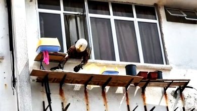 Photo of 任貓咪高樓窗外曝曬 飼主被轟殘忍無良