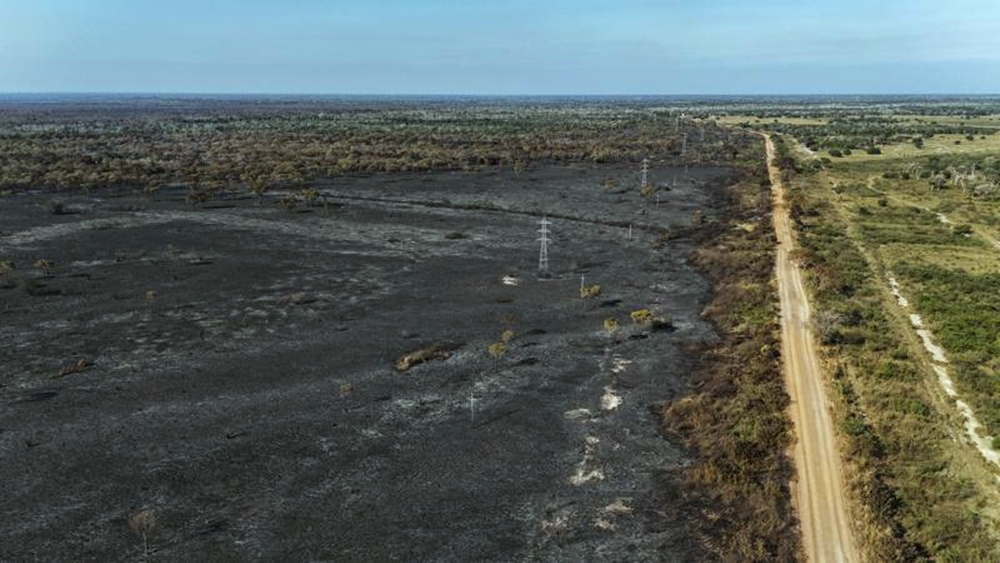大沼澤正經歷嚴重乾旱，整個流域都缺水，今年迄今已有超過70萬公頃被火燄吞噬
