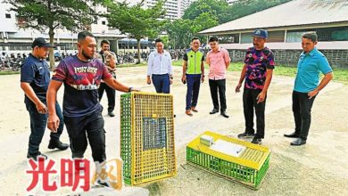 Photo of 檳市廳持續捕鴿 民眾勿餵食免被罰款