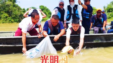 Photo of 價值百萬令吉 400隻金龍魚回歸自然