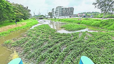 Photo of 水閘門堆滿水生植物 李春沅促水利局定期清理