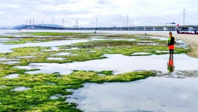 Photo of 檳城海上綠毯壯觀現身 海藻覆蓋如足球場