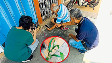 Photo of 樹身長兩種葉  怪樹苗牆縫隙逢生