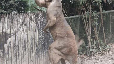 Photo of 遊客被袋鼠暴揍入院 上海動物園稱機率極小