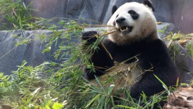 Photo of 旅美大熊貓 雲川 鑫寶 正式亮相加州動物園