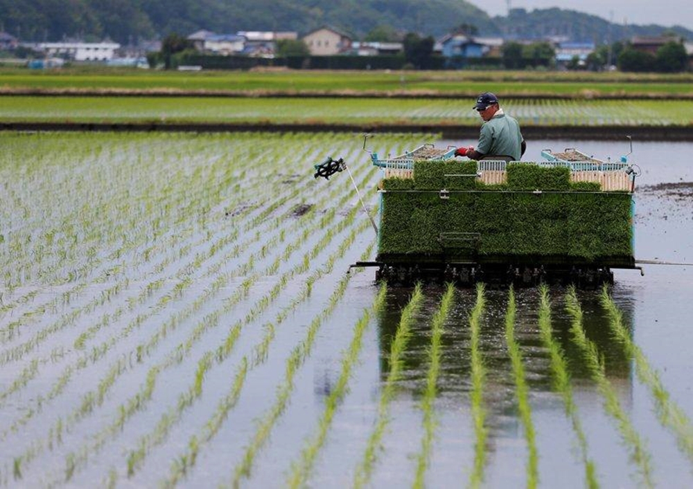 日本2023年稻米收成不佳，