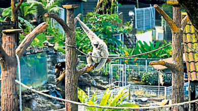 Photo of 舊監獄闢停車場  柔動物園將開放迎客