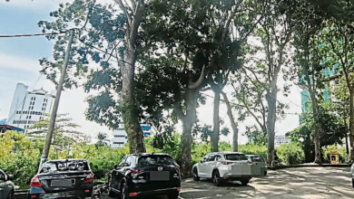 Photo of 丹暴風雨樹倒壓車 民眾憂慮要求砍樹