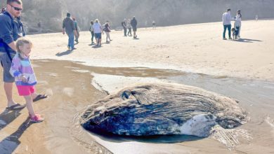 Photo of 外型像太空生物! 巨大翻車魚 被沖上海灘