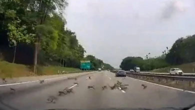 Photo of 猴群橫越大道 轎車閃避不及撞上