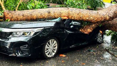 Photo of 好驚險！大樹壓中夫婦轎車 獲路人及時拉出逃生