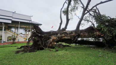 Photo of 吉打3個月逾4000棵樹遭強風刮倒 政府要求加強樹木監管與修剪