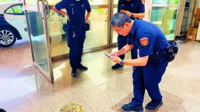 Photo of 台又一宗走失大烏龜逛街 警：若致交通事故飼主要負責