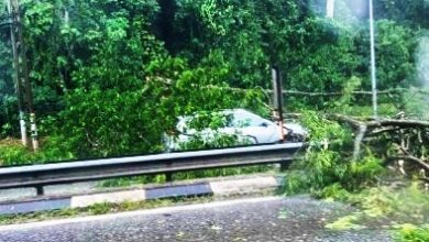 Photo of 狂風暴雨吹倒大樹 汽車行駛中被砸