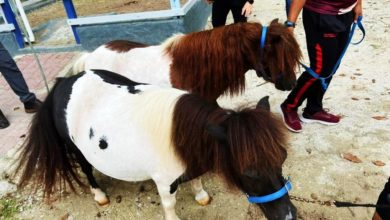 Photo of 【GISB兒童之家醜聞】成員全撤離 遺棄3天 矮種馬等26動物被救出