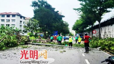 Photo of 今早大雨肆虐 檳多處再有樹倒 各單位趕赴清理現場