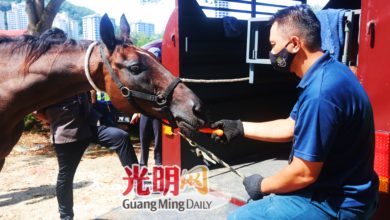 Photo of 峇都丁宜取締海灘騎馬 檳市廳拆馬寮扣2匹馬