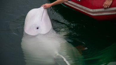 Photo of 海中特務 間諜白鯨 挪威海域逝世