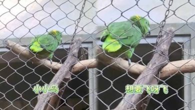 Photo of 動物園鸚鵡 高歌《我是一隻小小鳥》揭背後悲傷故事