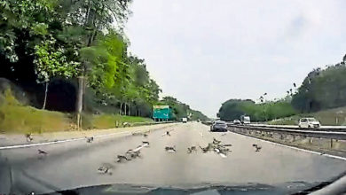 Photo of 猴群橫越大道 轎車閃避不及撞上