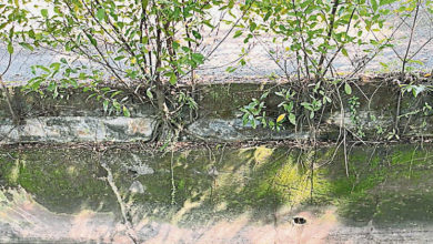 Photo of 及時發現貢河油污源頭 LUAS避免濾水站停運