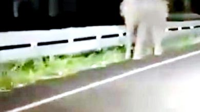 Photo of 疑遭射高燈 象鼻甩車身嚇壞人