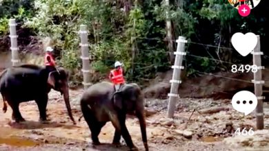 Photo of 傳測試防野生動物闖入效果 2大象為東鐵圍欄“質量檢測”