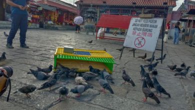 Photo of 截至10月 檳市廳已捕獲6930鴿子