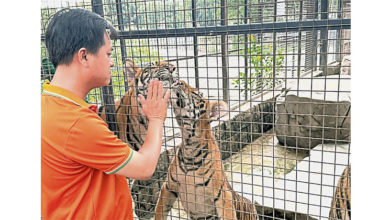 Photo of 越動物園現禽流感 51虎獅黑豹死亡