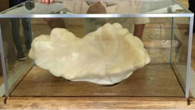 Photo of 漁夫藏34公斤珍珠牀底10年 竟是世界最大珍珠價值4億