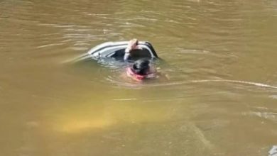 Photo of 10人休旅車墜河 3童溺水救不回 1生死未卜