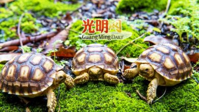 Photo of 非洲最大陸龜 太平動物園迎象龜娃娃