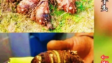 Photo of 男孩把滴水觀音當芋頭誤食險猝死 醫生：含烏頭堿 有劇毒