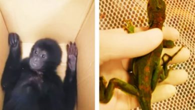 Photo of 走私大長臂猿綠鬣蜥進印度 大馬旅客被捕