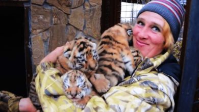 Photo of 克里米亞動物園女工打掃忘記鎖門 慘遭3獅子撕碎