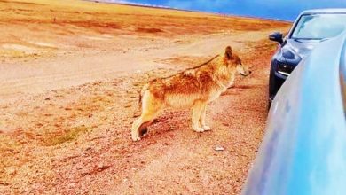 Photo of 可可西里“網紅狼”獲投喂變肥狼 招引逾10同類公路等食