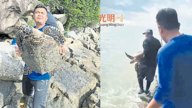 Photo of 美湖海邊意外釣獲 數男放生大海龜