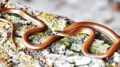 Photo of 喜馬拉雅山區新蛇種 命名“里奧納度狄卡比奧”