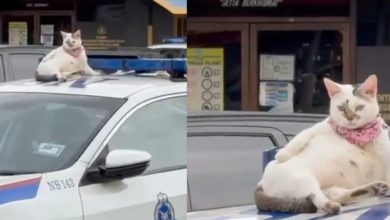 Photo of 最Chill的貓老大坐警車頂 “我是抓警察的貓！”