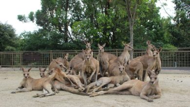 Photo of 動物園秀袋鼠合照 網: 簡直是偶像團體!